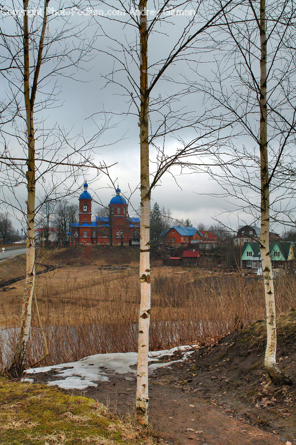 Birch, Tree, Wood, Architecture, Castle, Fort, Grassland