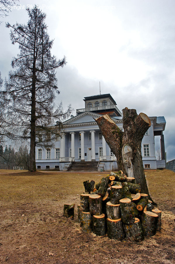 Conifer, Fir, Plant, Tree, Pot, Pottery, Lumber