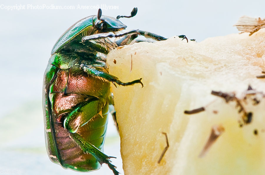 Cockroach, Insect, Invertebrate, Crab, Sea Life, Seafood