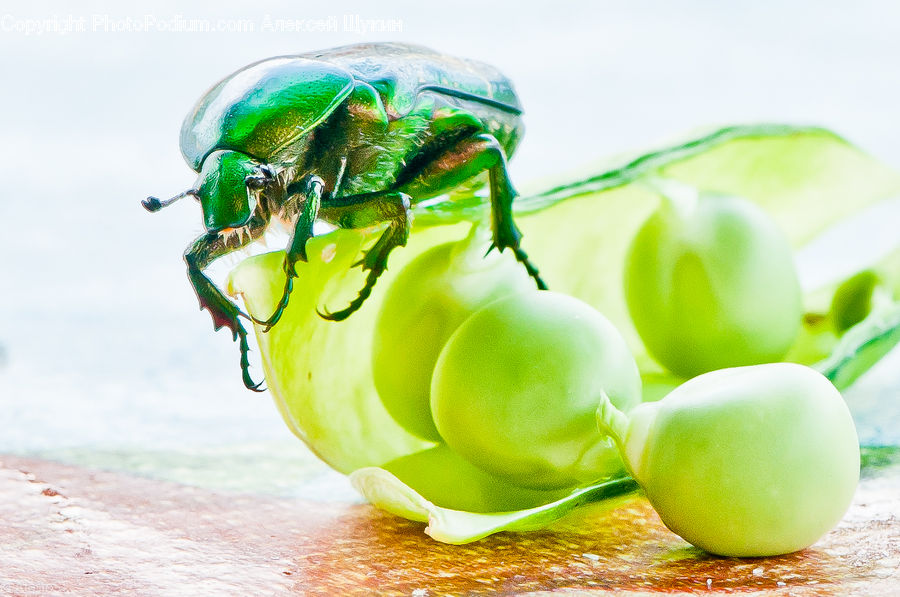 Pepper, Produce, Vegetable, Fruit, Grapes, Crab, Invertebrate