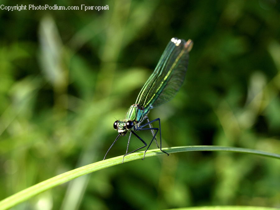 Anisoptera, Dragonfly, Insect, Invertebrate