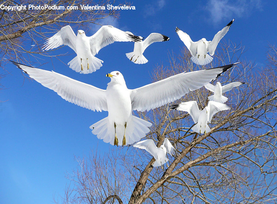 Bird, Seagull, Swan, Waterfowl, Grouse, Ptarmigan, Dove
