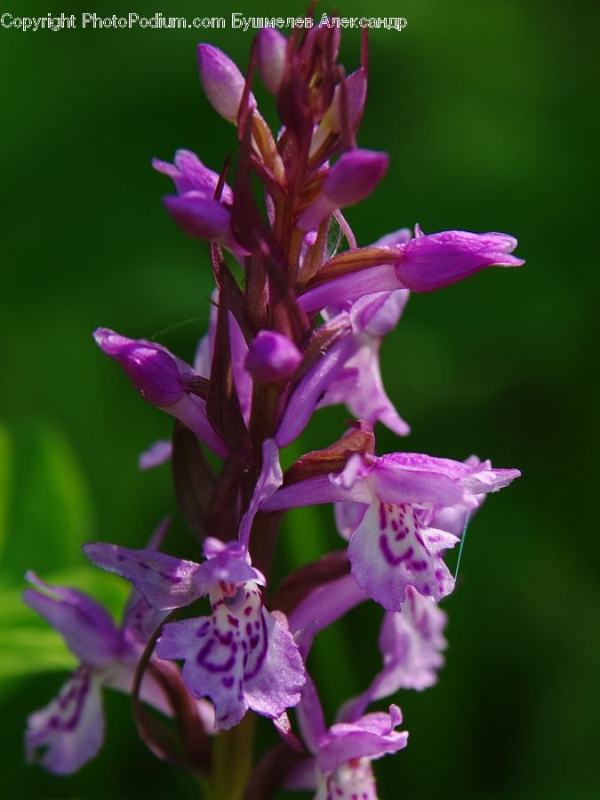 Plant, Blossom, Flora, Flower, Geranium, Gladiolus, Crocus