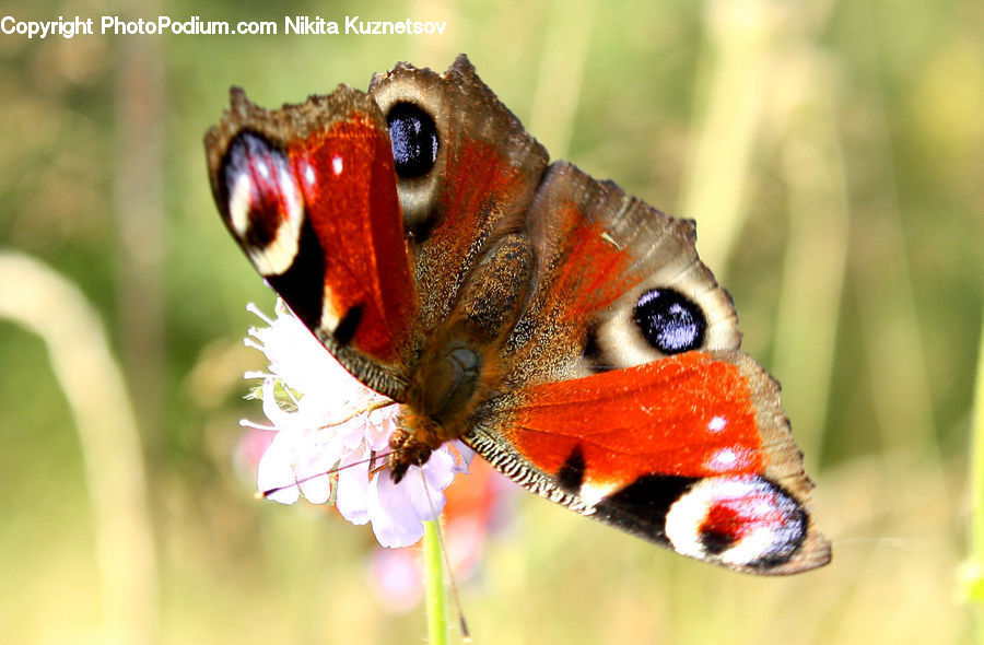 Butterfly, Insect, Invertebrate, Blossom, Flora, Flower, Plant