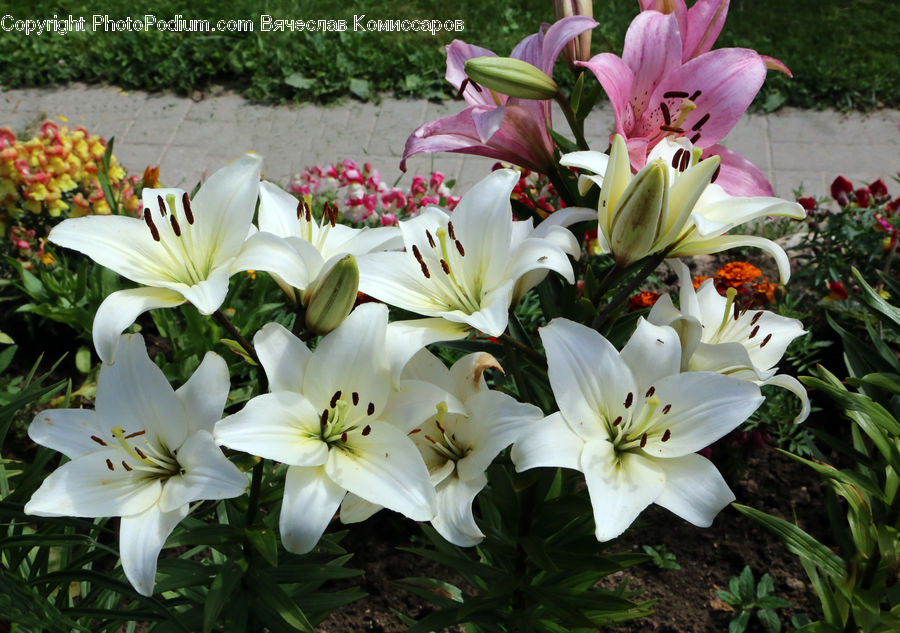 Plant, Potted Plant, Flora, Flower, Gladiolus, Blossom, Lily