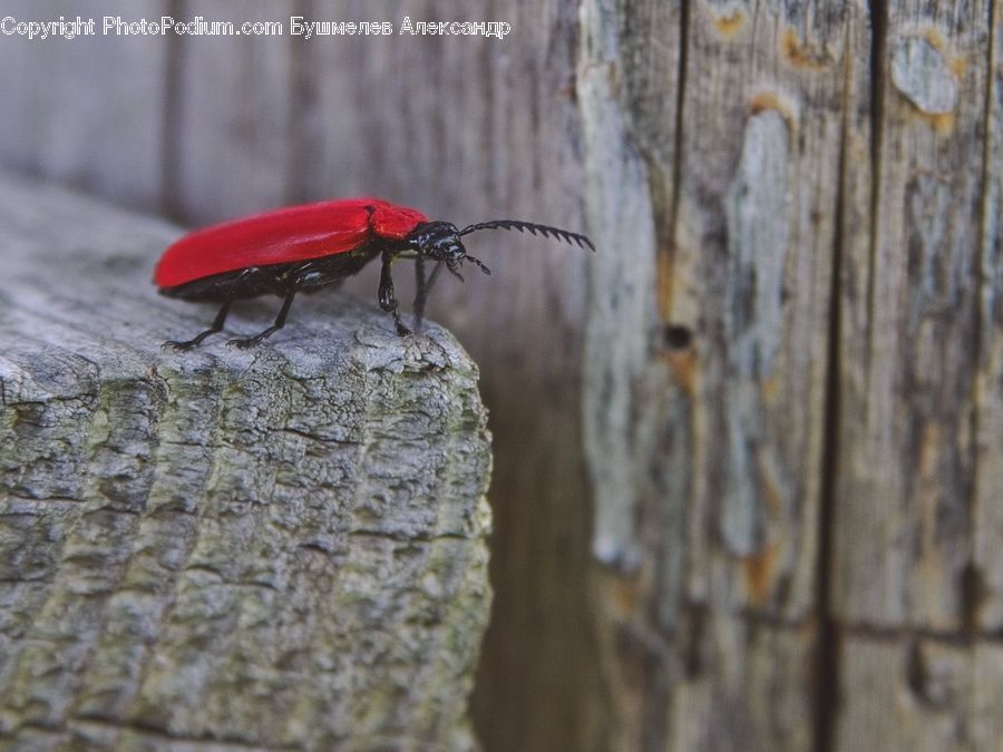 Cockroach, Insect, Invertebrate