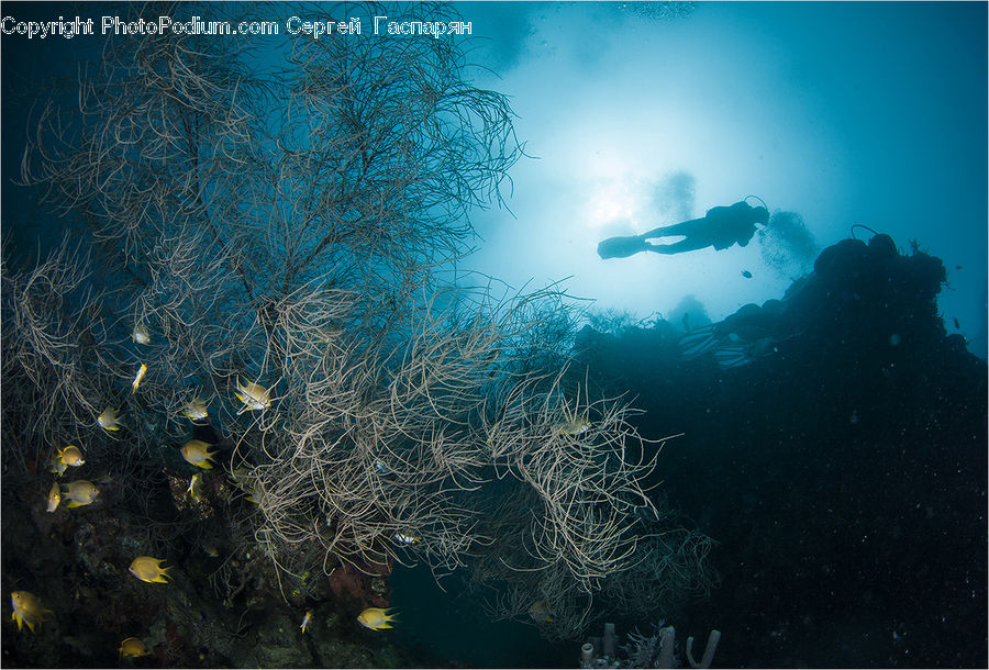 Coral Reef, Outdoors, Reef, Sea, Sea Life, Water, Diver