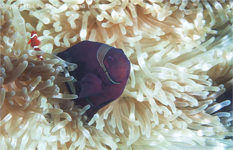 Invertebrate, Sea Anemone, Sea Life, Coral Reef, Outdoors, Reef, Sea
