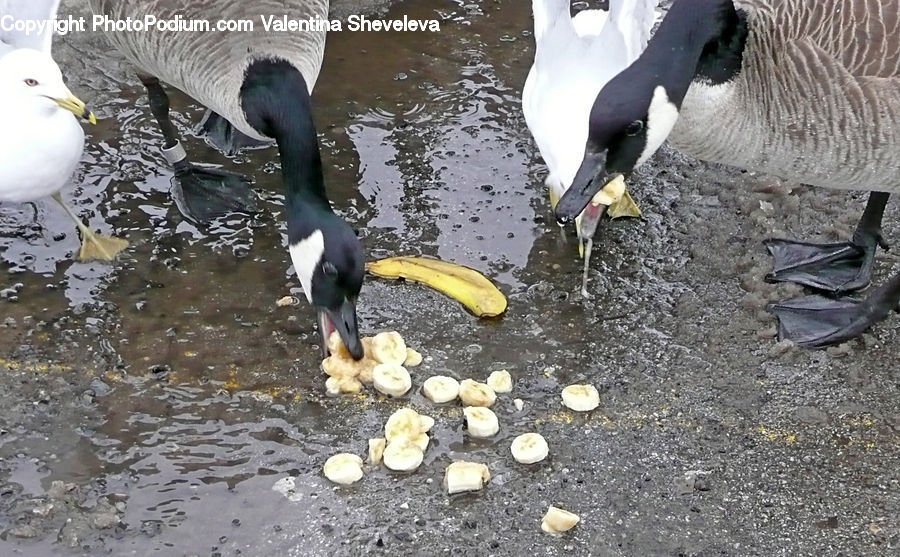 Bird, Waterfowl, Animal, Bat, Racket, Dough, Food