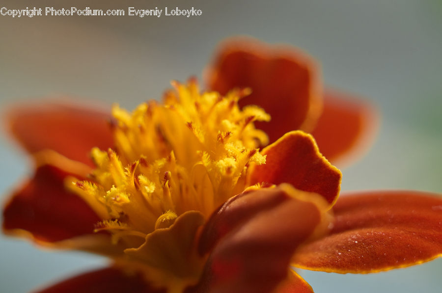 Flora, Pollen, Blossom, Flower, Plant, Poppy, Anther