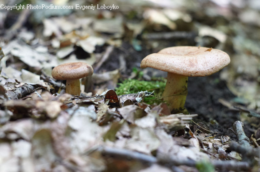 Agaric, Amanita, Fungus, Mushroom, Plant