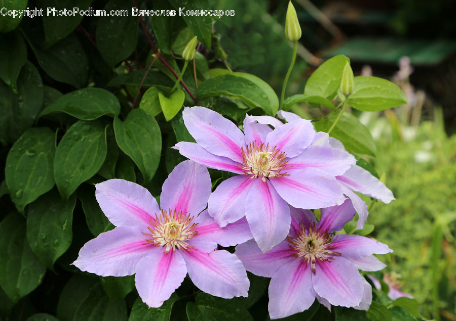 Blossom, Flora, Flower, Plant, Geranium, Petal, Anther