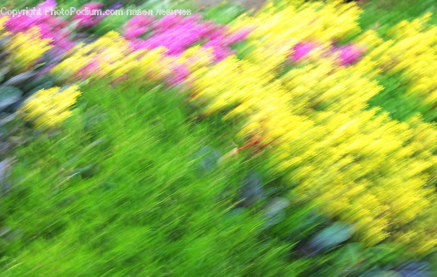 Lavender, Plant, Field, Grass, Grassland, Blossom, Flora