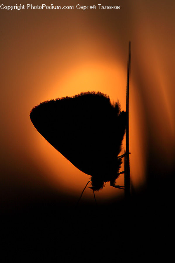 Cockroach, Insect, Invertebrate, Silhouette, Flare, Light, Sunlight