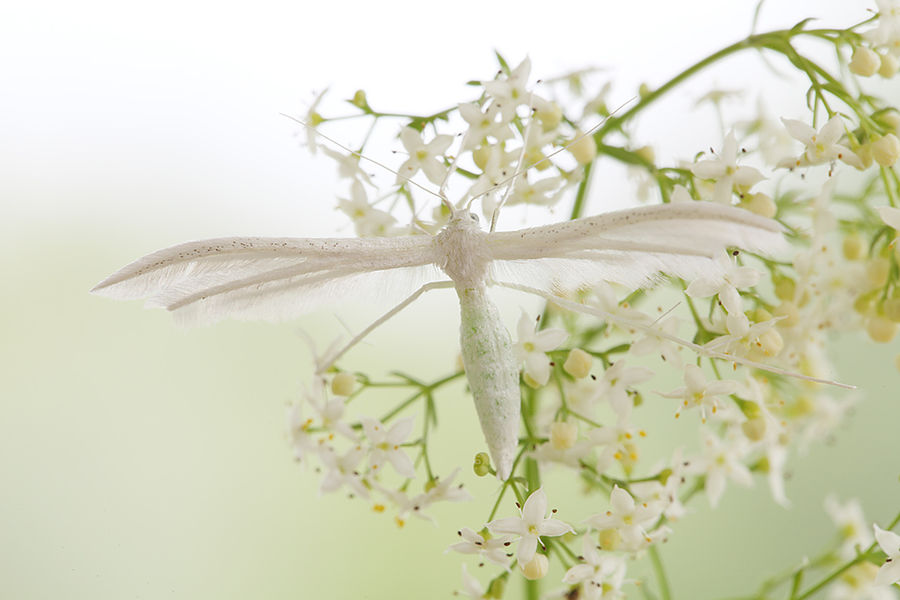 Blossom, Flora, Flower, Plant, Cherry Blossom, Dill, Floral Design