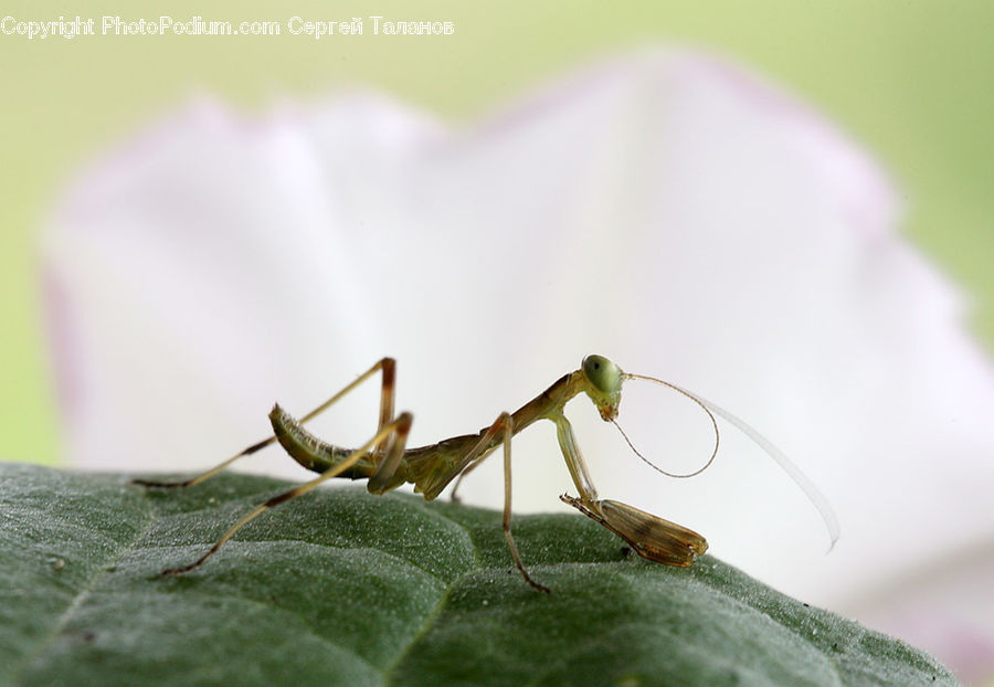 Insect, Invertebrate, Mantis, Cricket Insect, Grasshopper