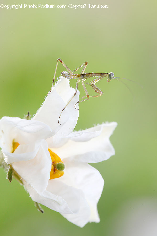 Flora, Flower, Gladiolus, Plant, Insect, Invertebrate, Mantis