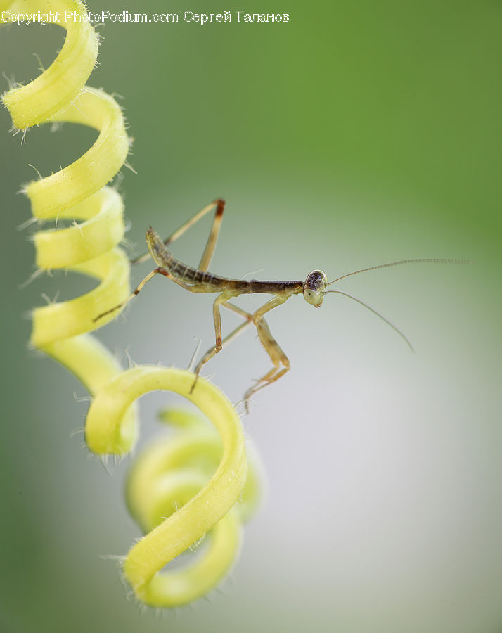 Coil, Spiral, Aloe, Plant, Vine, Cricket Insect, Grasshopper
