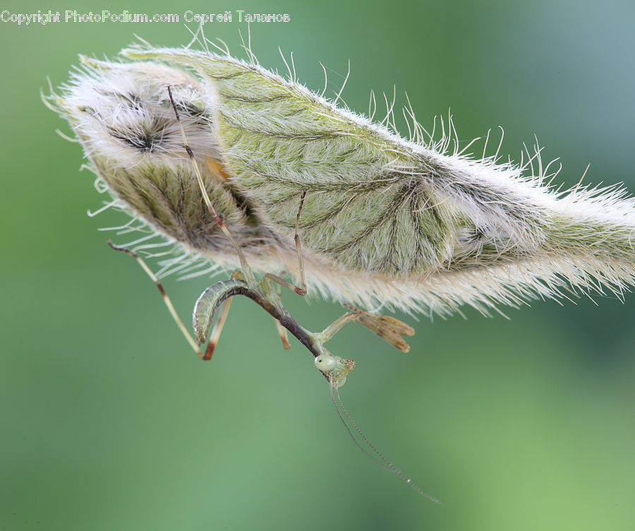 Cricket Insect, Grasshopper, Insect, Invertebrate, Butterfly, Plant, Weed