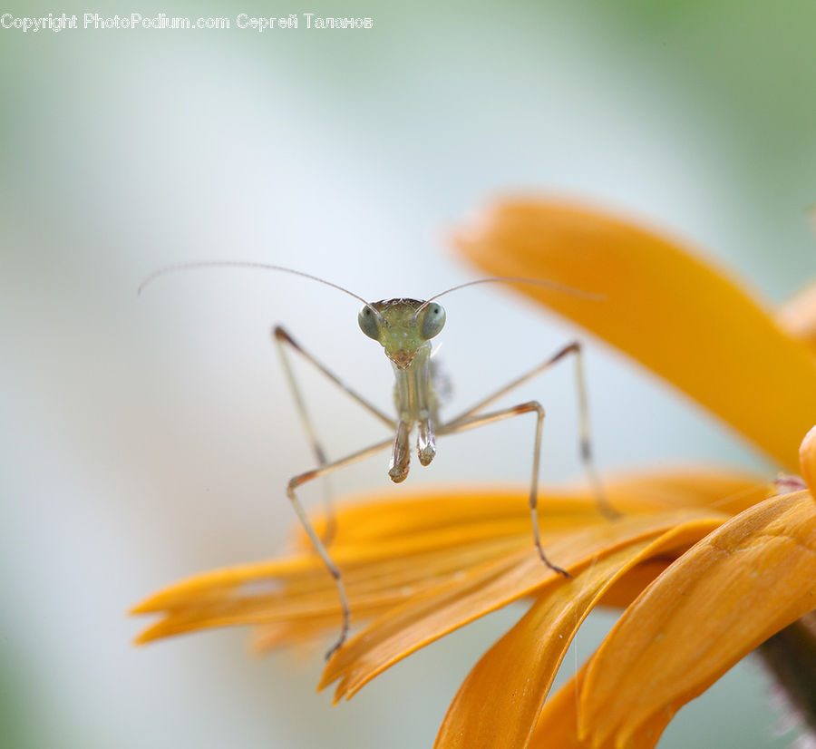 Cricket Insect, Grasshopper, Insect, Invertebrate, Blossom, Flora, Flower