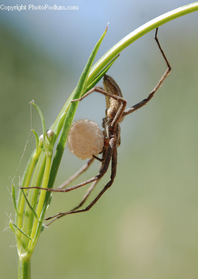 Arachnid, Garden Spider, Insect, Invertebrate, Spider, Cricket Insect, Grasshopper