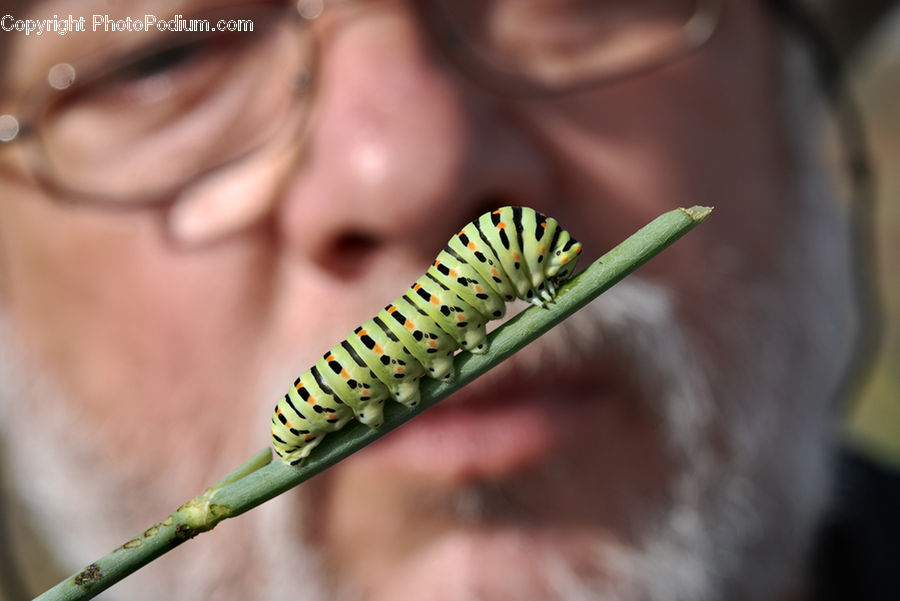 People, Person, Human, Dill, Plant, Blossom, Flora