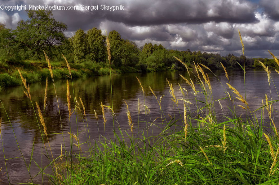 Field, Grass, Grassland, Plant, Land, Marsh, Pond