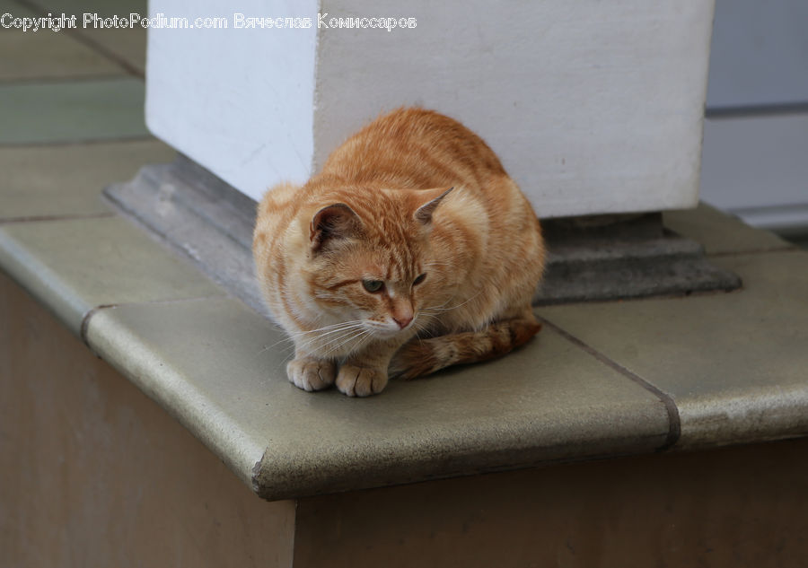 Abyssinian, Animal, Cat, Mammal, Pet, Manx, Furniture