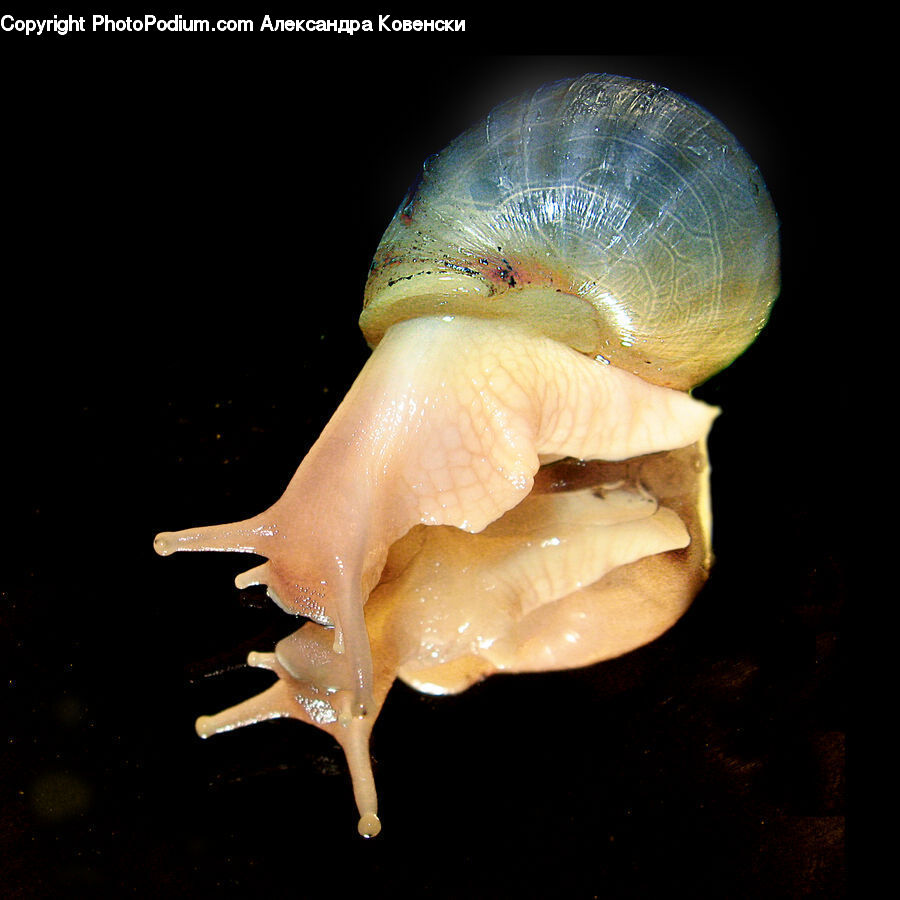 Conch, Invertebrate, Sea Life, Seashell, Jellyfish