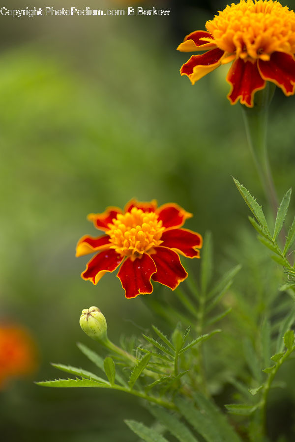 Plant, Blossom, Flora, Flower, Aster, Gladiolus, Asteraceae