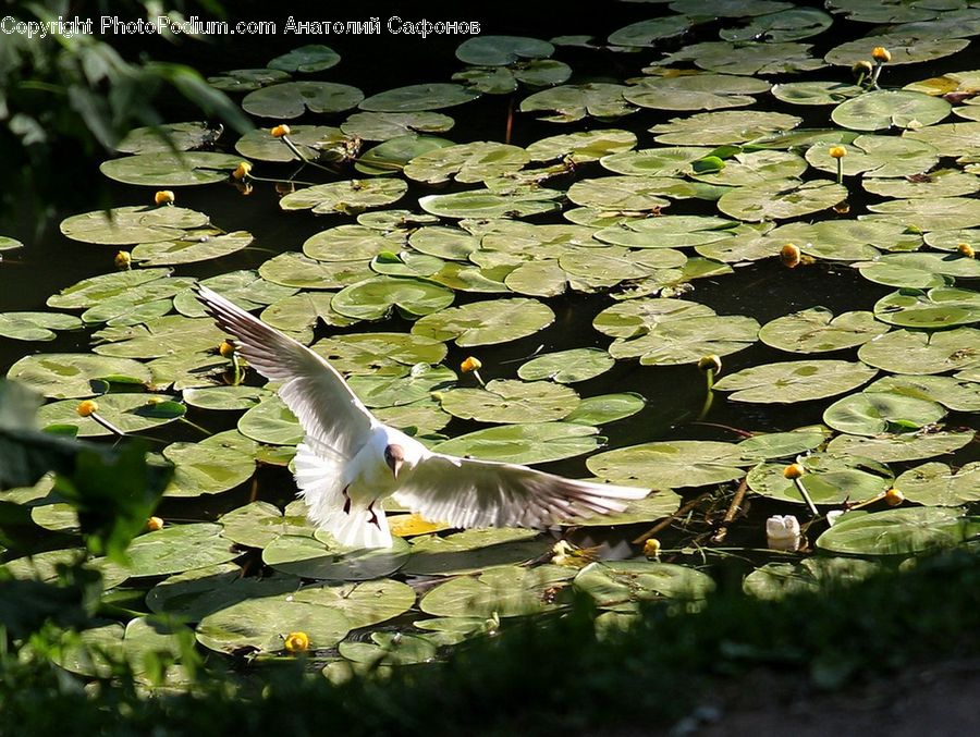 Flower, Lily, Plant, Pond Lily, Outdoors, Pond, Water