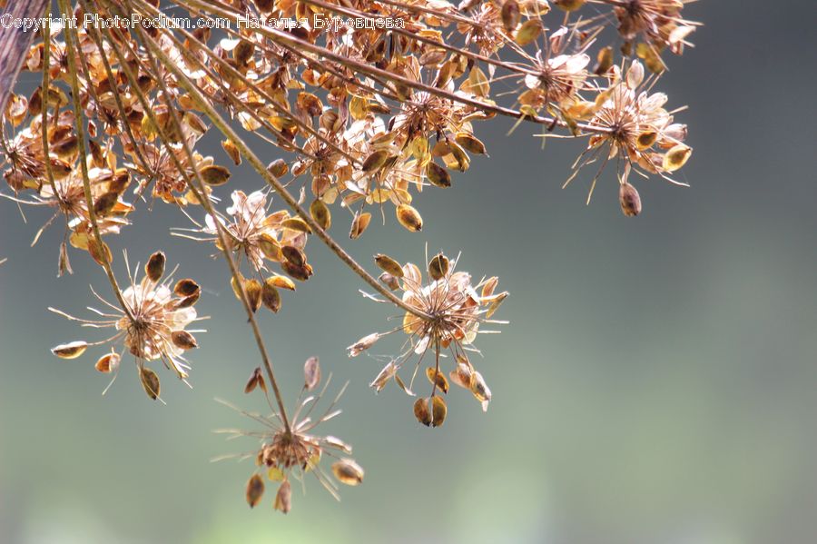 Blossom, Flora, Flower, Plant, Apiaceae, Cherry Blossom, Asteraceae