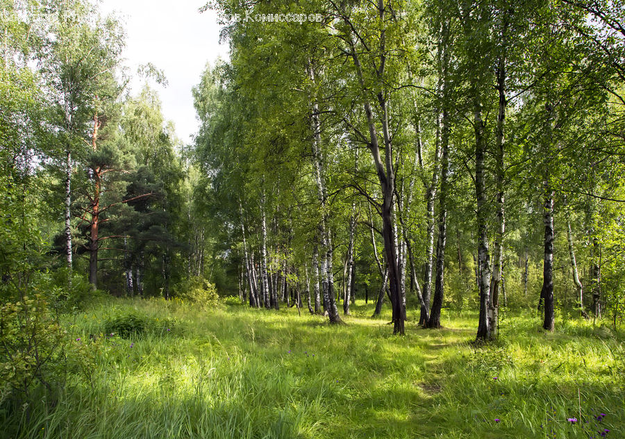 Birch, Tree, Wood, Forest, Vegetation, Grove, Land