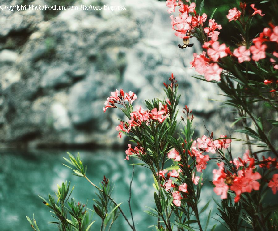 Flora, Flower, Gladiolus, Plant, Blossom, Geranium, Potted Plant