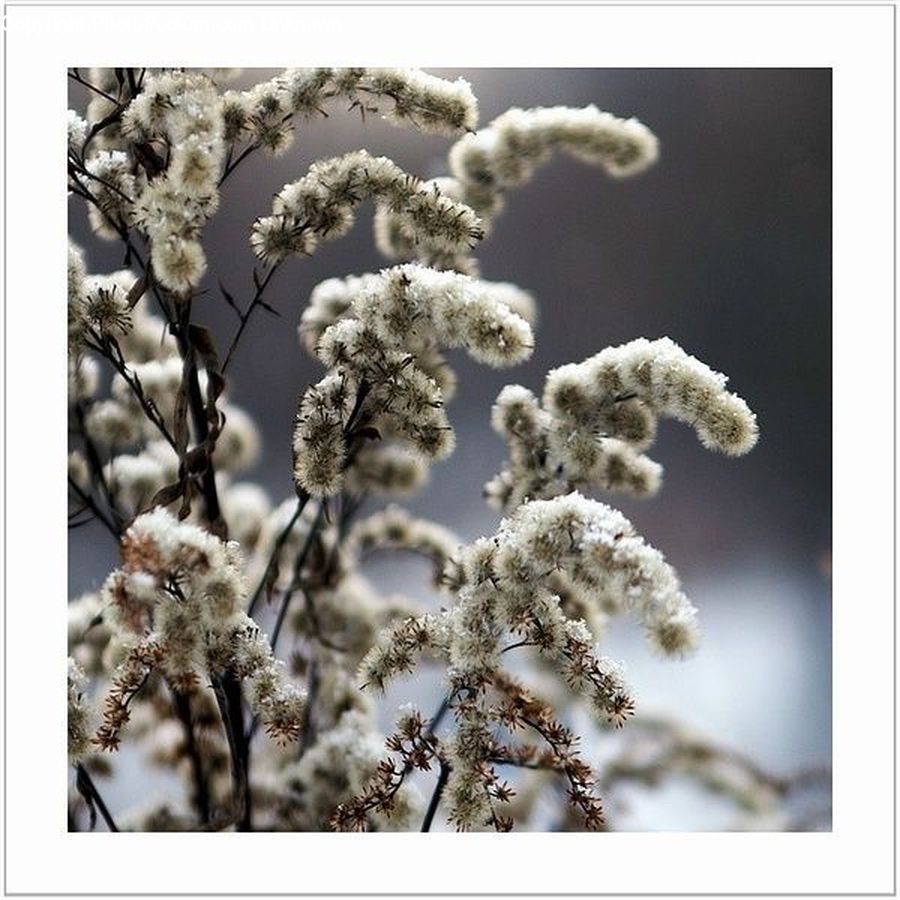 Teddy Bear, Toy, Frost, Ice, Outdoors, Snow, Blossom