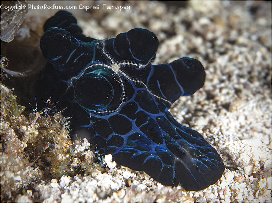 Sea Life
