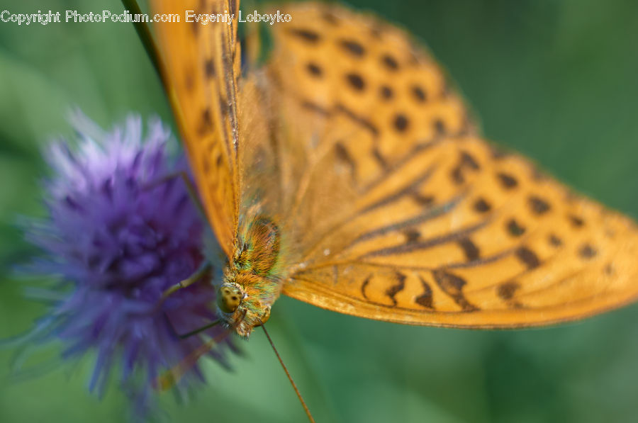 Butterfly, Insect, Invertebrate, Blossom, Flora, Flower, Plant