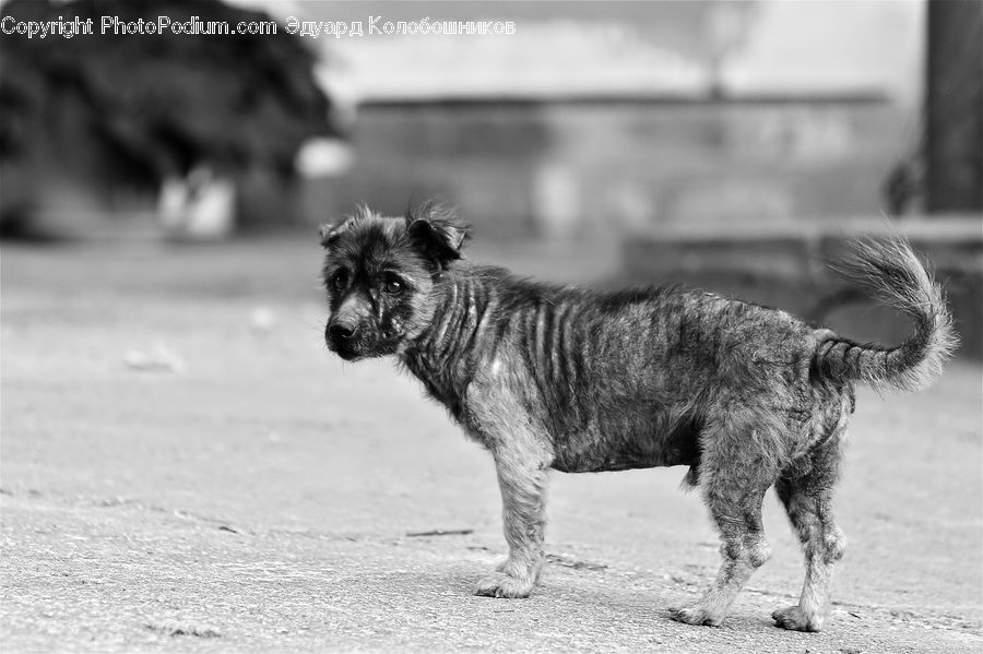 Affenpinscher, Animal, Canine, Dog, Mammal, Pet, Terrier