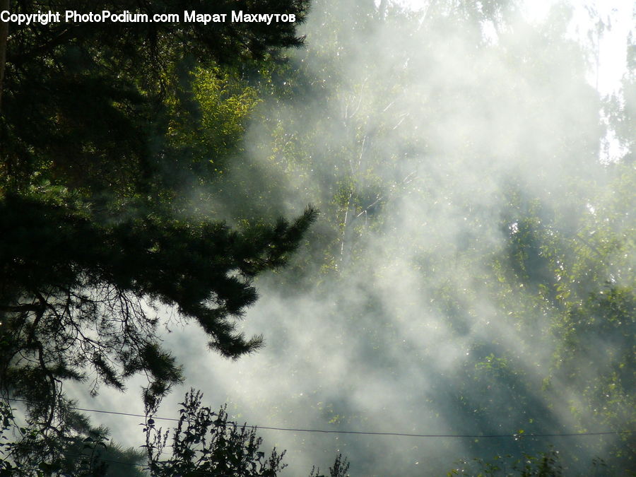 Fog, Mist, Outdoors, Plant, Vegetation, Forest, Jungle