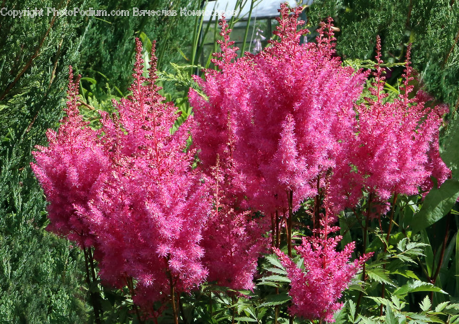 Blossom, Flora, Flower, Plant, Cherry Blossom, Bush, Vegetation