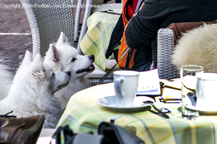 Animal, Canine, Dog, Eskimo Dog, Husky, Mammal, Pet