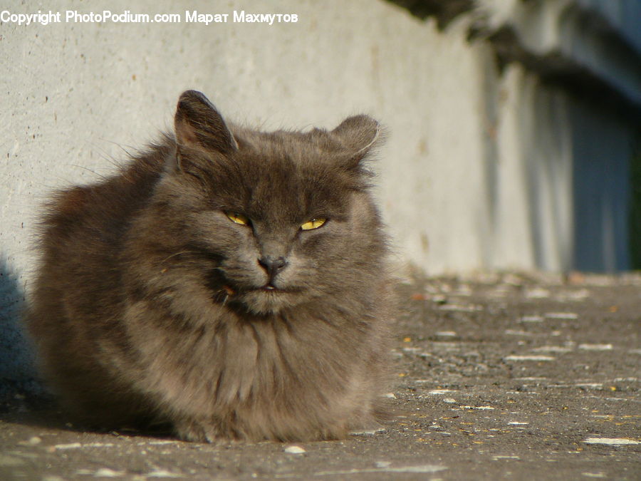 Animal, Cat, Mammal, Manx, Pet, Dirt Road, Gravel