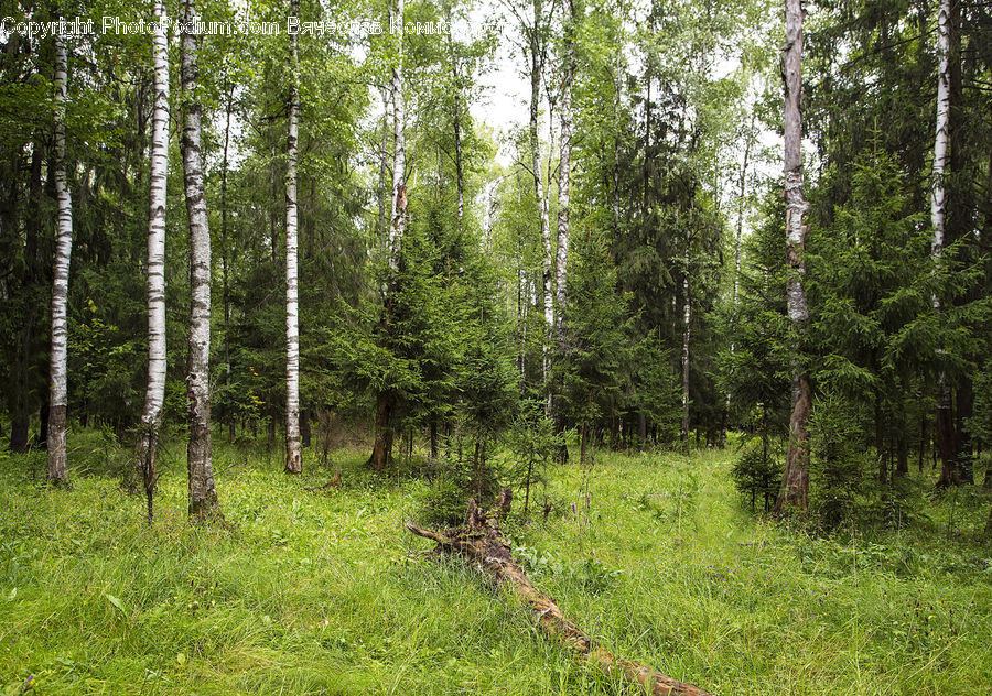 Birch, Tree, Wood, Forest, Vegetation, Grove, Land