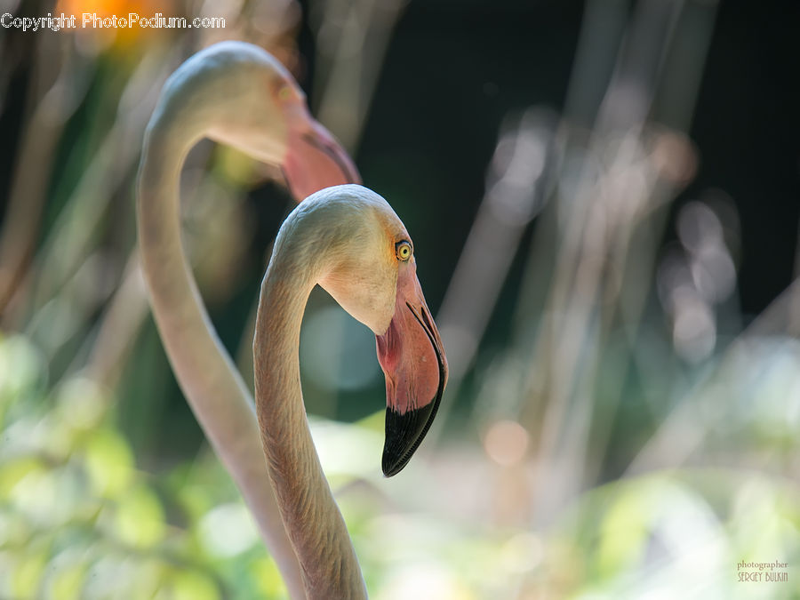 Bird, Flamingo, Flock, Beak