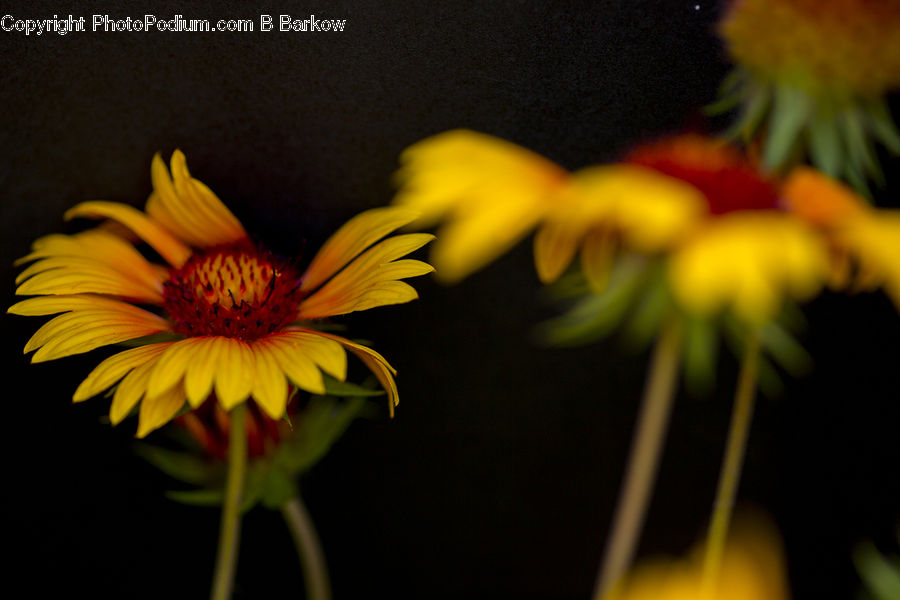 Flora, Flower, Plant, Treasure Flower, Daisies, Daisy, Potted Plant