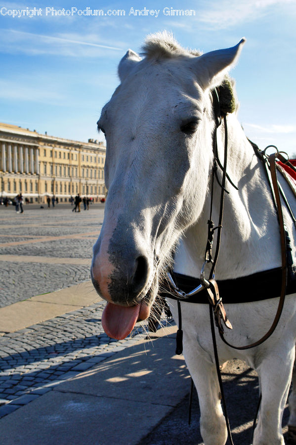 Animal, Horse, Mammal, Donkey, Asphalt, Tarmac