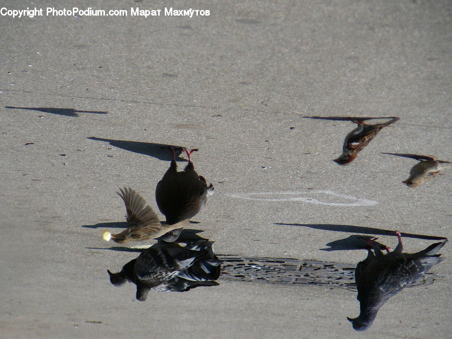 Bird, Pigeon, Blackbird, Waterfowl, Goose, Beak, Asphalt