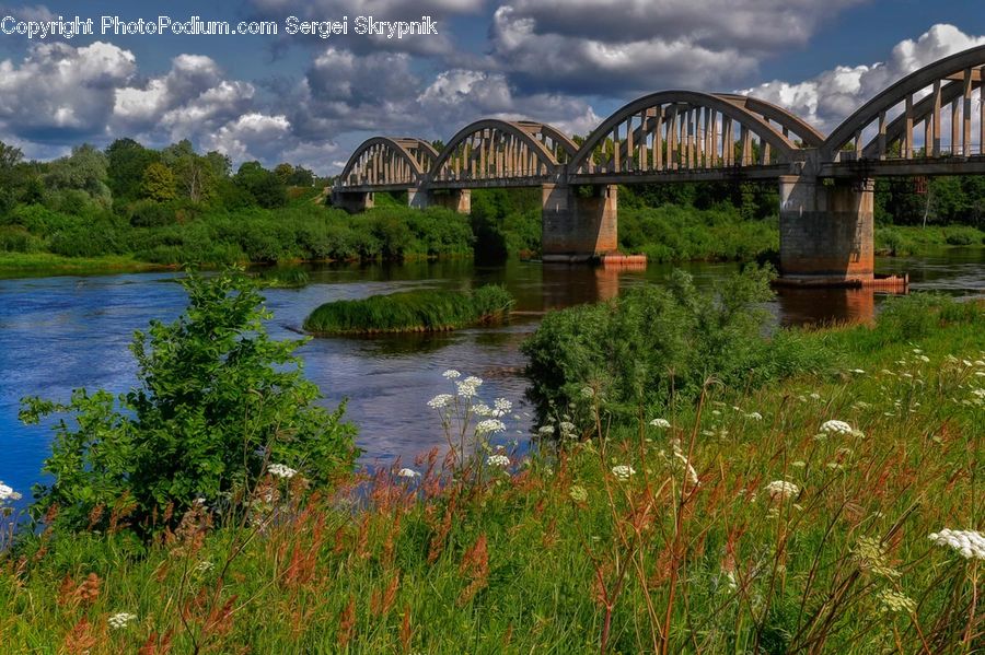 Plant, Vegetation, Bridge, Forest, Jungle, Rainforest, Dill