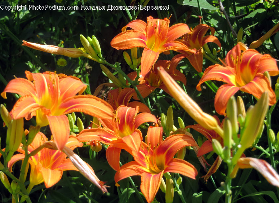 Flora, Flower, Lily, Plant, Blossom, Gladiolus, Flower Arrangement
