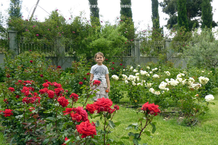 People, Person, Human, Blossom, Flower, Plant, Rose